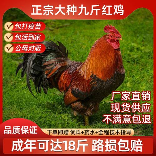 小鸡活苗纯种九斤红半斤公鸡380红玉肉鸡公鸡蛋鸡仔散养土鸡活物