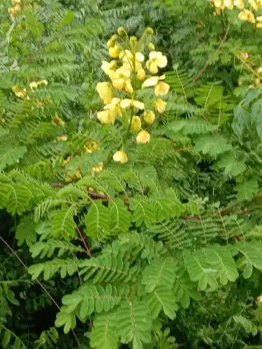云实开花了,麻麻们老说它是含羞草,有这么大的含.
