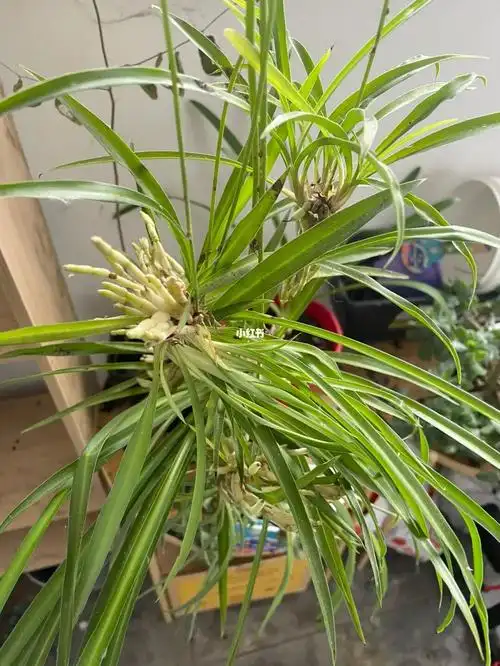 吊兰爆盆想把带气生根的幼苗97免费给大家水培或土培 皆可burwood