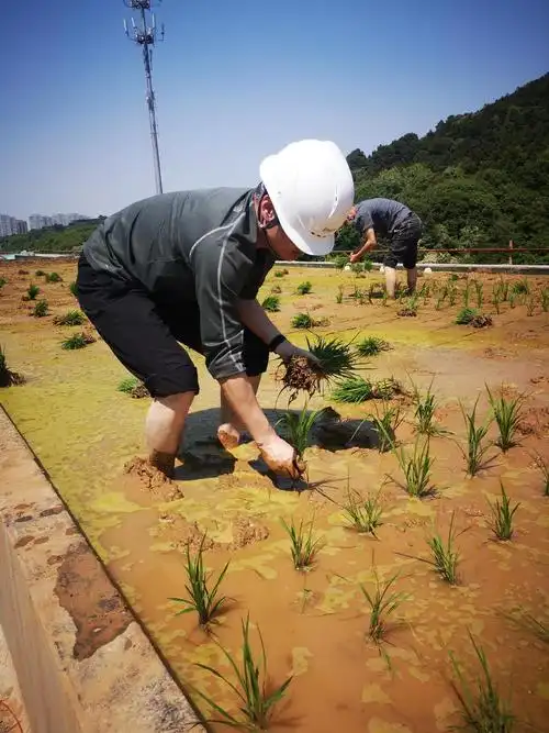 插秧好辛苦#勤劳致富靠双手 #一份耕耘一份收获 #劳动者是最美的人