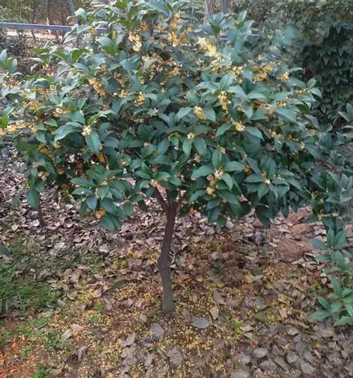批发桂花树 植物嫁接桂花树八月四季桂丹桂金桂沉香桂盆栽花
