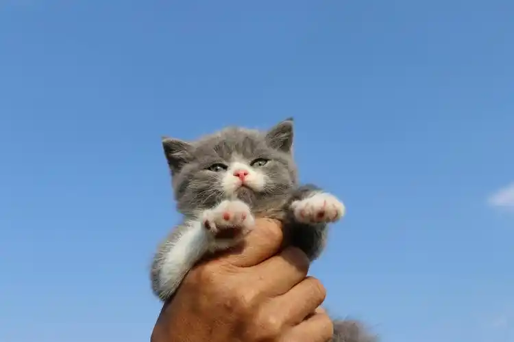 英短蓝狗(英短蓝狗高清表情包图片)