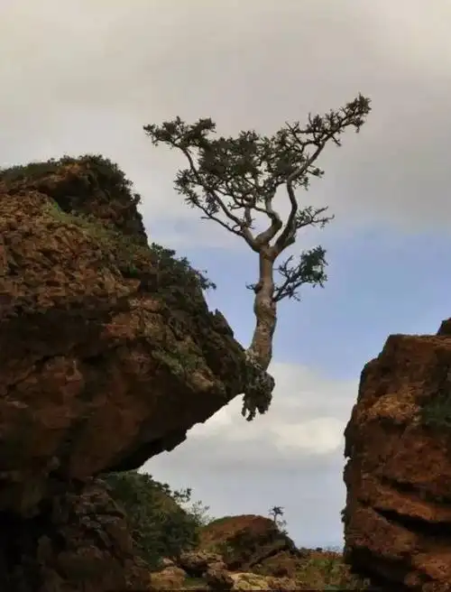 悬崖峭壁我们看到了生命的雄壮,这棵树迎风悬空生长.