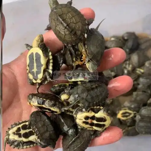 活体宠物龟黄喉大龟苗拟水石观赏招财活物乌龟龟