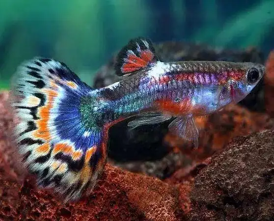 9,熊猫孔雀鱼