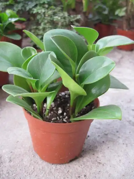 这是什么植物,它开花吗?要怎么养?