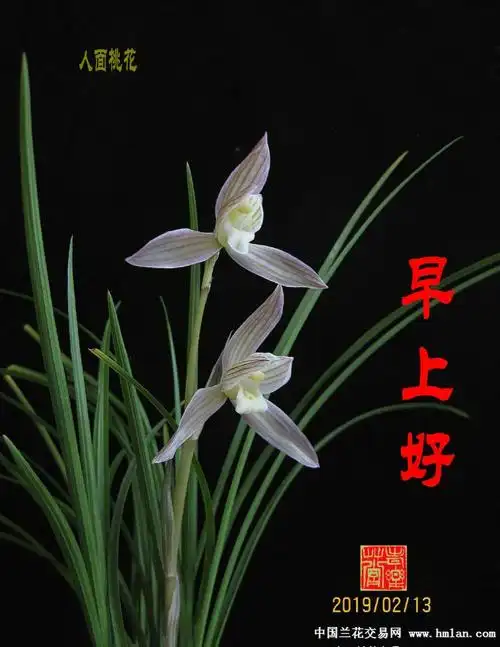 人面桃花 会友已出-莲瓣篇-中国兰花交易网社区