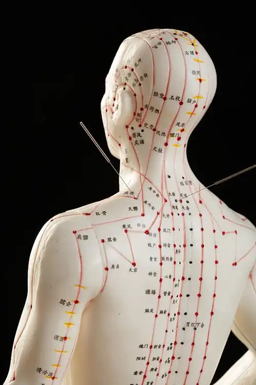 中医实验人体活动模型人造模特医疗用品汉字文字解剖模型雕像模型男性