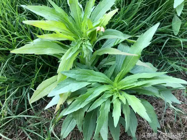 在陕西的田间地头,随处可见一种绿色的草,名字叫狼尾巴蒿.