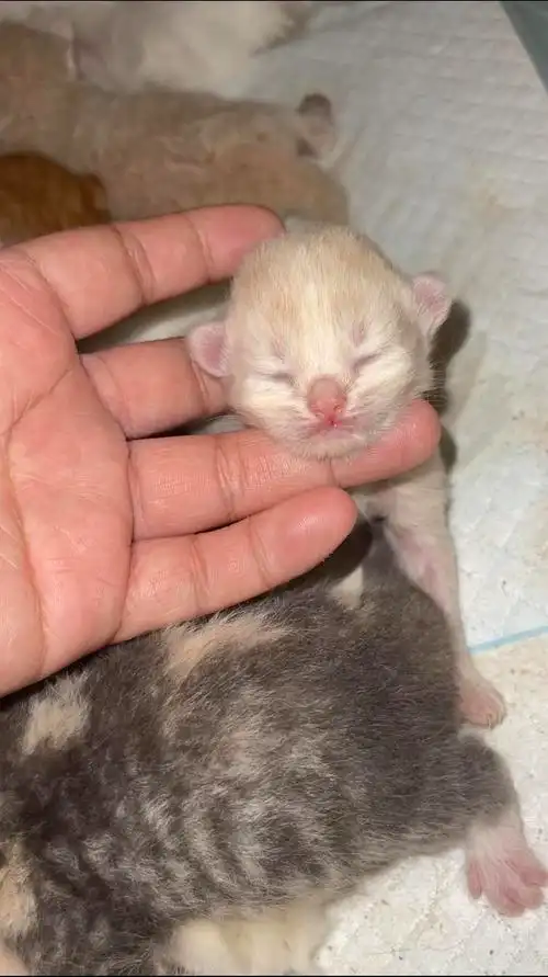 上海自家生的一窝英短乳白奶猫,还有矮脚卷耳纯乳色和蓝猫