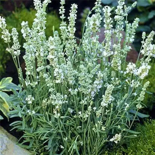 含笑苑 薰衣草种子 多肉四季播种花卉种子 薰衣草种子套餐 花籽盆栽