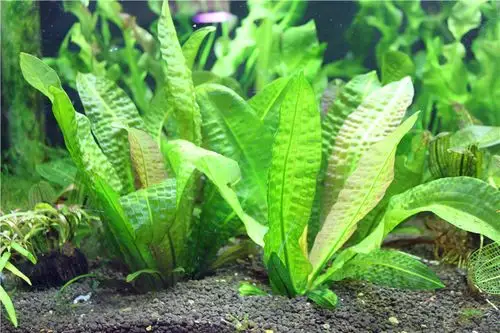 四季易养后景王后景气泡简单淡水植物水草活体水草