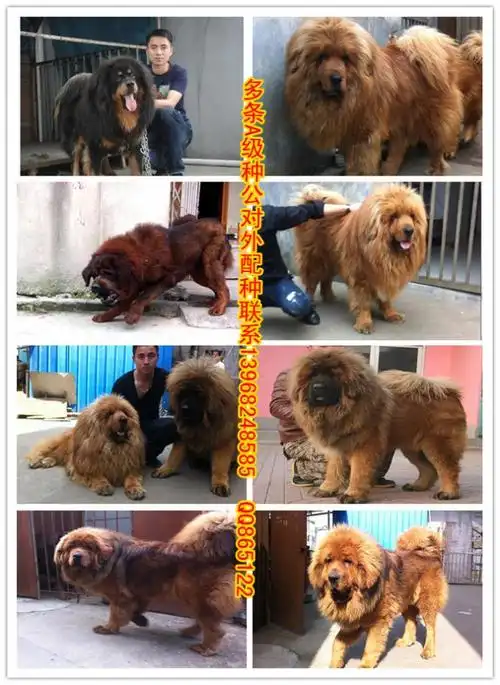 廉价出售一对藏獒