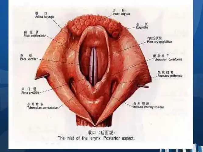声带结构图ppt