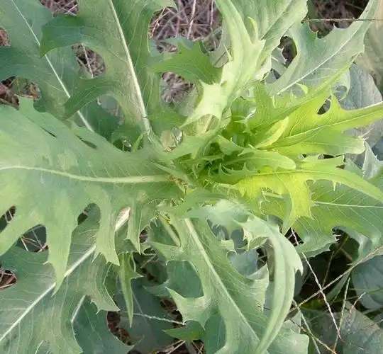农村常见苦麻菜又苦又麻,以前喂兔子,现在受城里人追捧很吃香