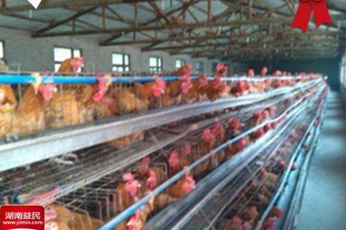 8/只 湖南青脚麻鸡苗肉鸡苗大种鸡苗清远麻鸡苗散养纯种包打疫苗