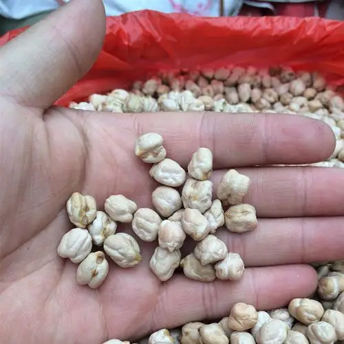 天麻子豆厂家批发 云南野生天麻籽产地 鹰嘴豆批发图片