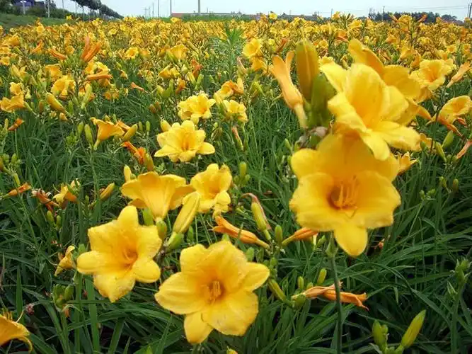种名:萱草学名:hemerocallis fulva别名:黄花菜,金针菜花期:生态性状
