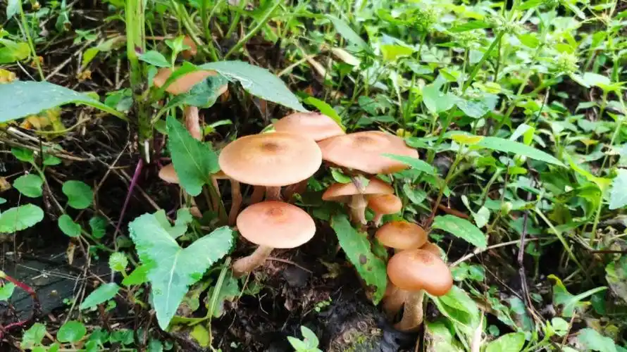 成都周边满山野生茶树菇没人来捡