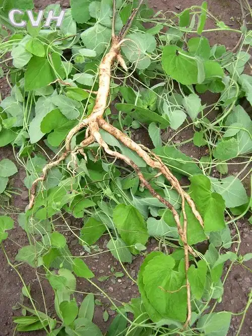 p>党参(学名; i>codonopsis pilosula  /i>(franch.) nannf.