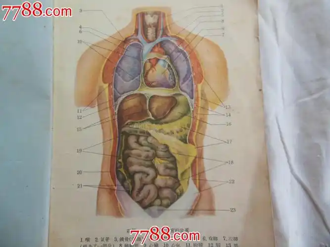 1955年课本--人体解剖生理学