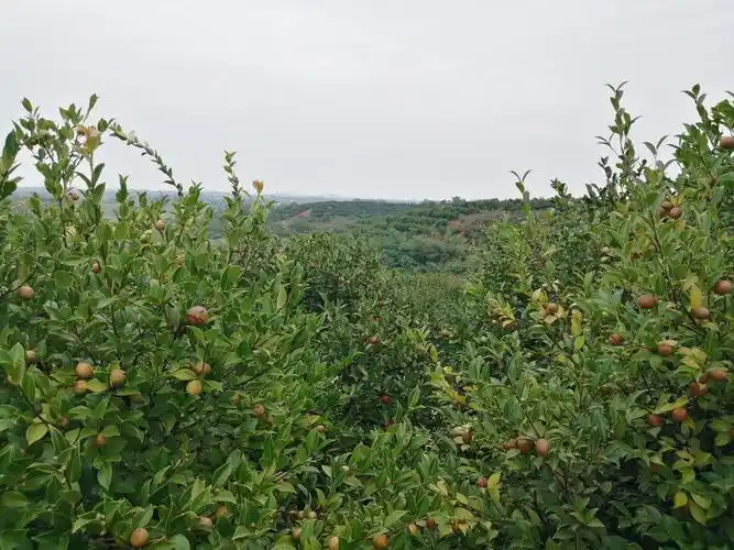 160 油茶树在安徽北部栽植,可以存活,形成商品型经济林需要一段驯化