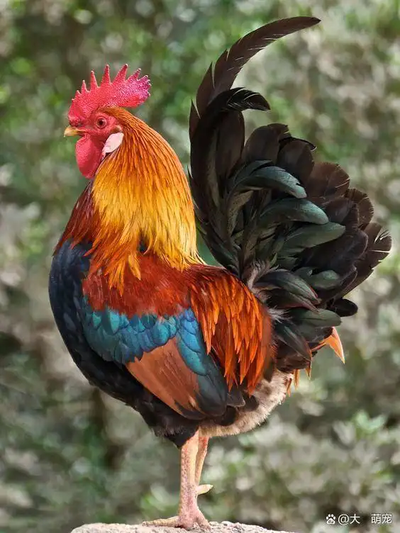 非常漂亮的大公鸡,非常鲜艳的羽毛!