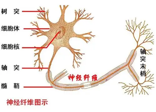 高二生物教案:神经纤维图示来源 : 网络10月22日 16:05关键字 :高中