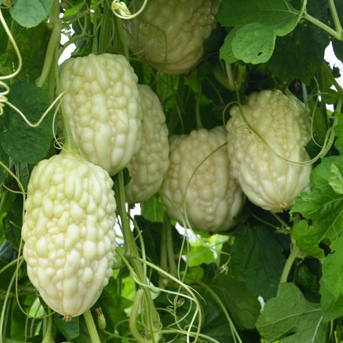 (正常发货)苦瓜种子高产寿光碧绿疙瘩绿苦瓜种特长耐热耐寒秋冬季蔬菜