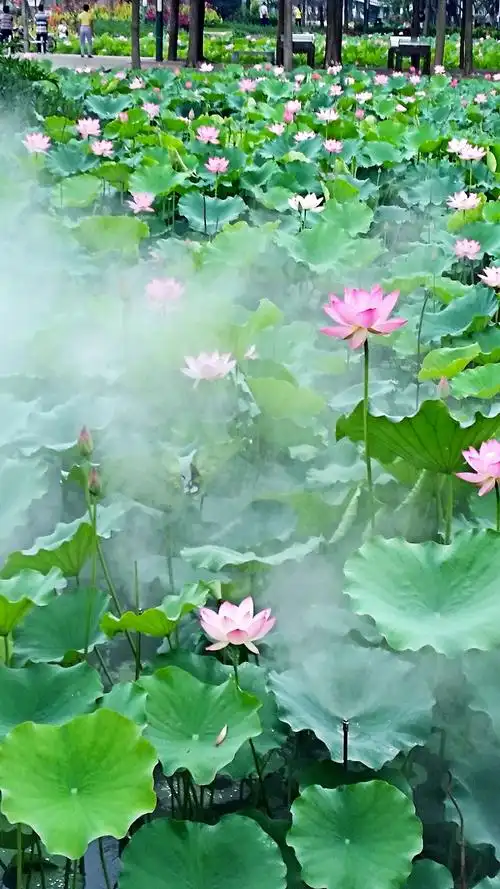 初夏,漫步禅城区亚艺湖荷花岛,呈现在游客眼前的是