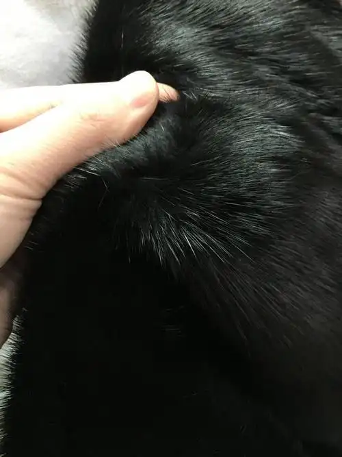 看的出是国产貂还是丹麦貂吗?