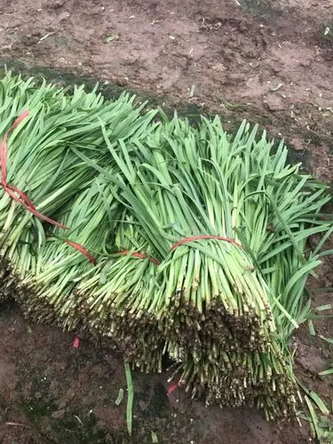 大叶韭菜 二茬 30~35cm