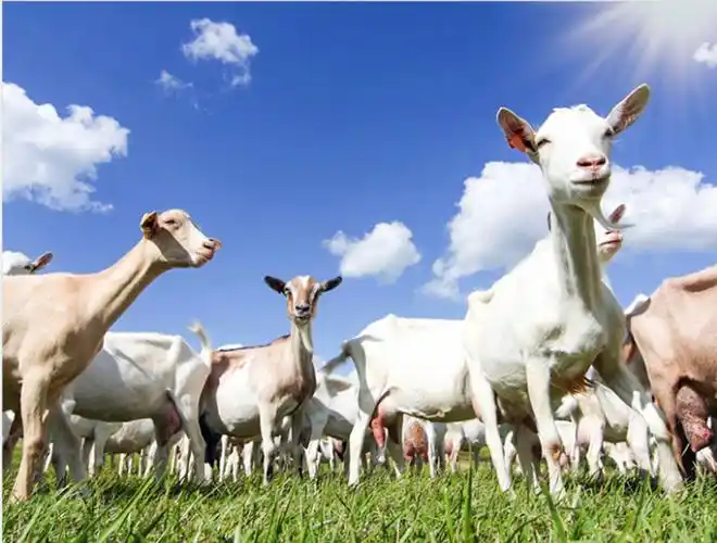 奶山羊怎么催奶,奶山羊催乳8种方法