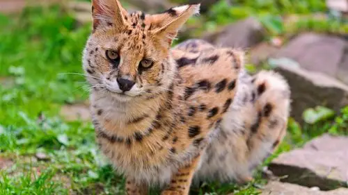 野生猫科动物,薮 壁纸 - 1366x768