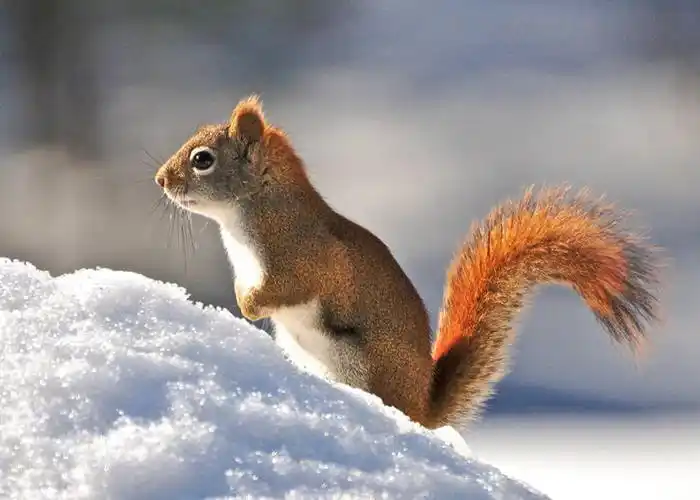 无人,站,横图,室外,白天,侧面,雪,野生动物,美国,冬天,自然,动物,松鼠