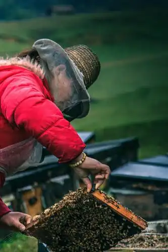 那拉提的养蜂女