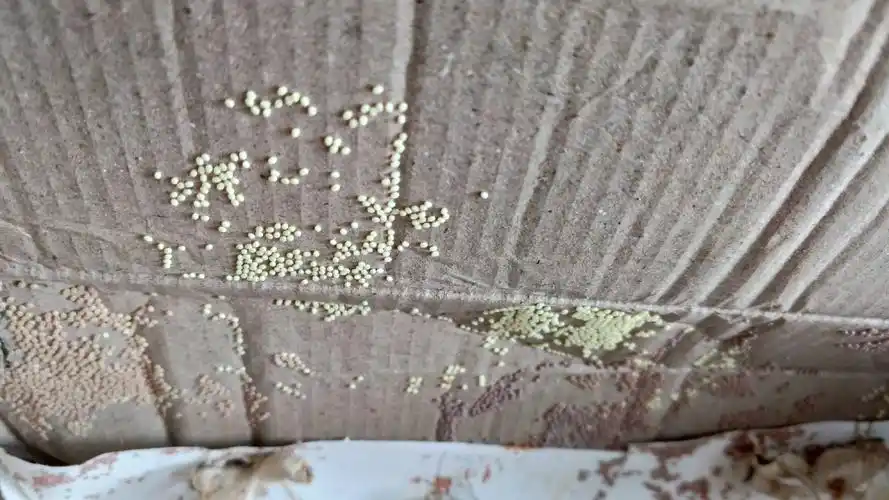 一只雌蛾可产400颗左右的卵,卵的颜色是黄色和淡黄色.