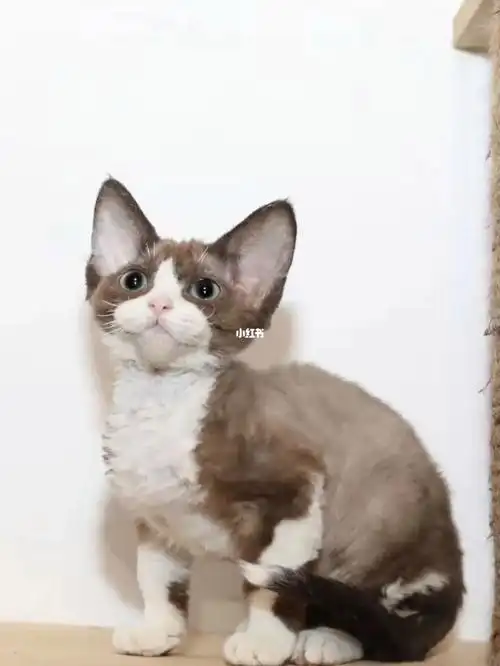 大耳朵图图是你想要的德文卷毛猫吗