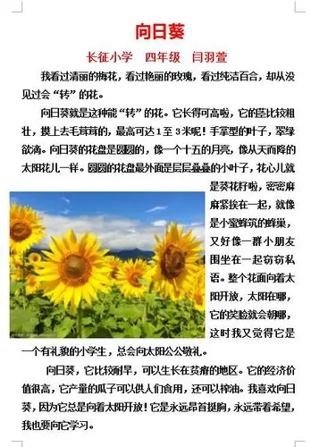 这个植物有一定的意义.向日葵向着太阳开放.