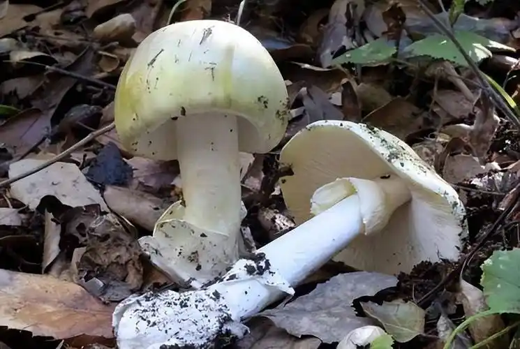 迷惑人的"致命鹅膏菌"!四川男子误食白蘑菇后险丧命,咋回事?