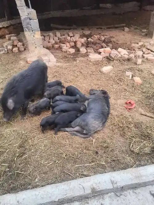 香猪苗 纯种放养小耳藏香猪200头小猪苗出售,价格优惠!