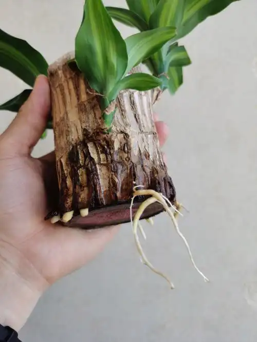 巴西木的神奇之处在于,一开始只是一节木桩,看起来干巴巴的,怎么看都