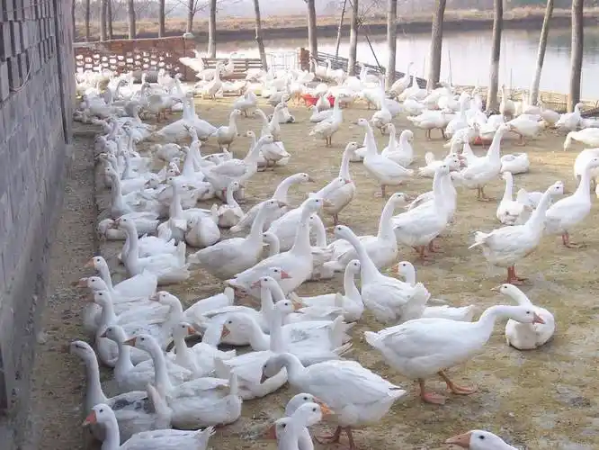 养鹅人赶快收藏学习!