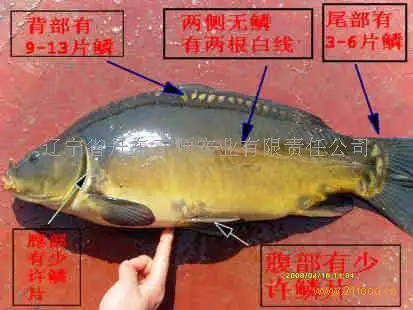 多宝鱼 无鱼保险