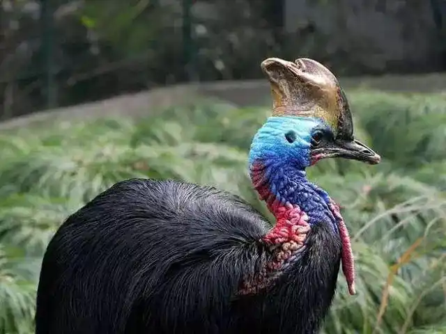 食火鸟的名字也由此而来,一般动物都怕火,而鹤鸵却相反.