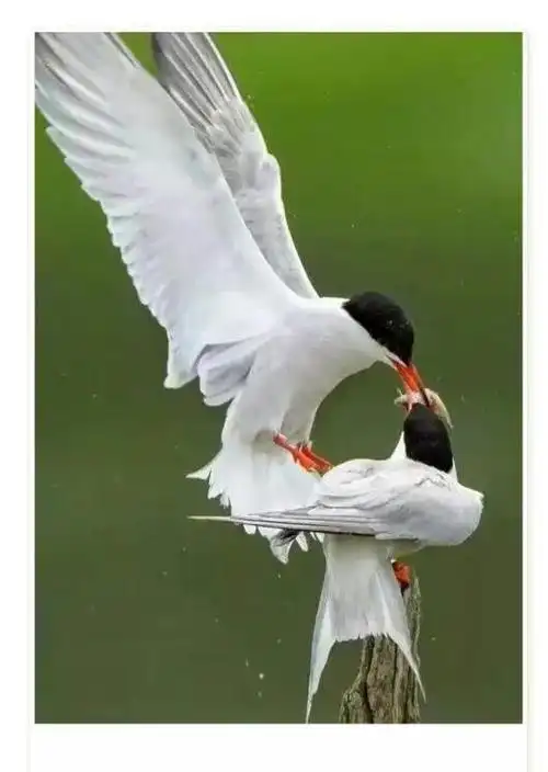 分享图片一成双成对的爱情鸟,漂亮又可爱你见过吗?