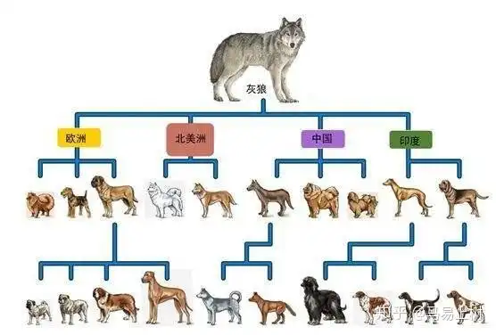 的现代犬科灰狼的后代,因此,所有的狗也都遗传了其祖先的"锁结"功能
