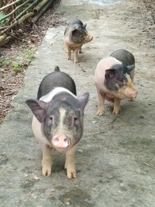 其它 乡下散放土猪 写美篇今年的土猪唔肥,净一边