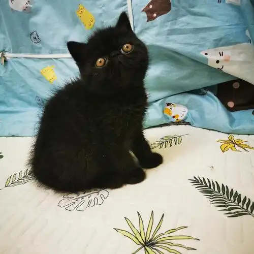 纯黑纯橘色加菲猫宝宝找新家,超级呆萌