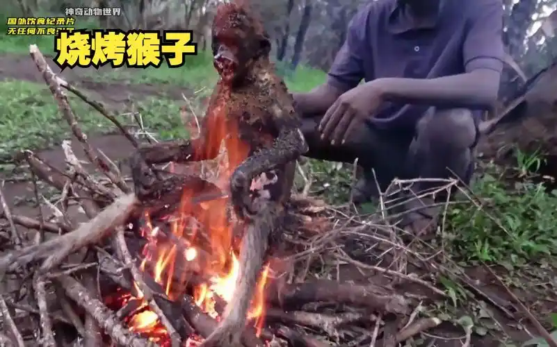 非洲人吃猴子,直接对着猴子小腿就啃了起来